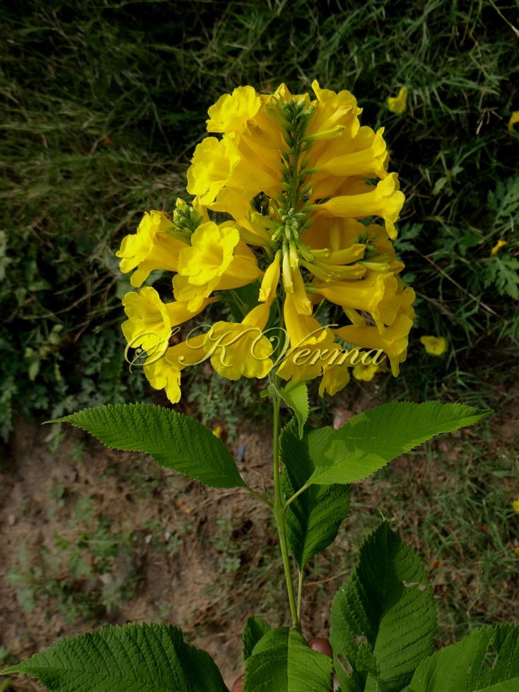   Inflorescence-Panicle of racemes